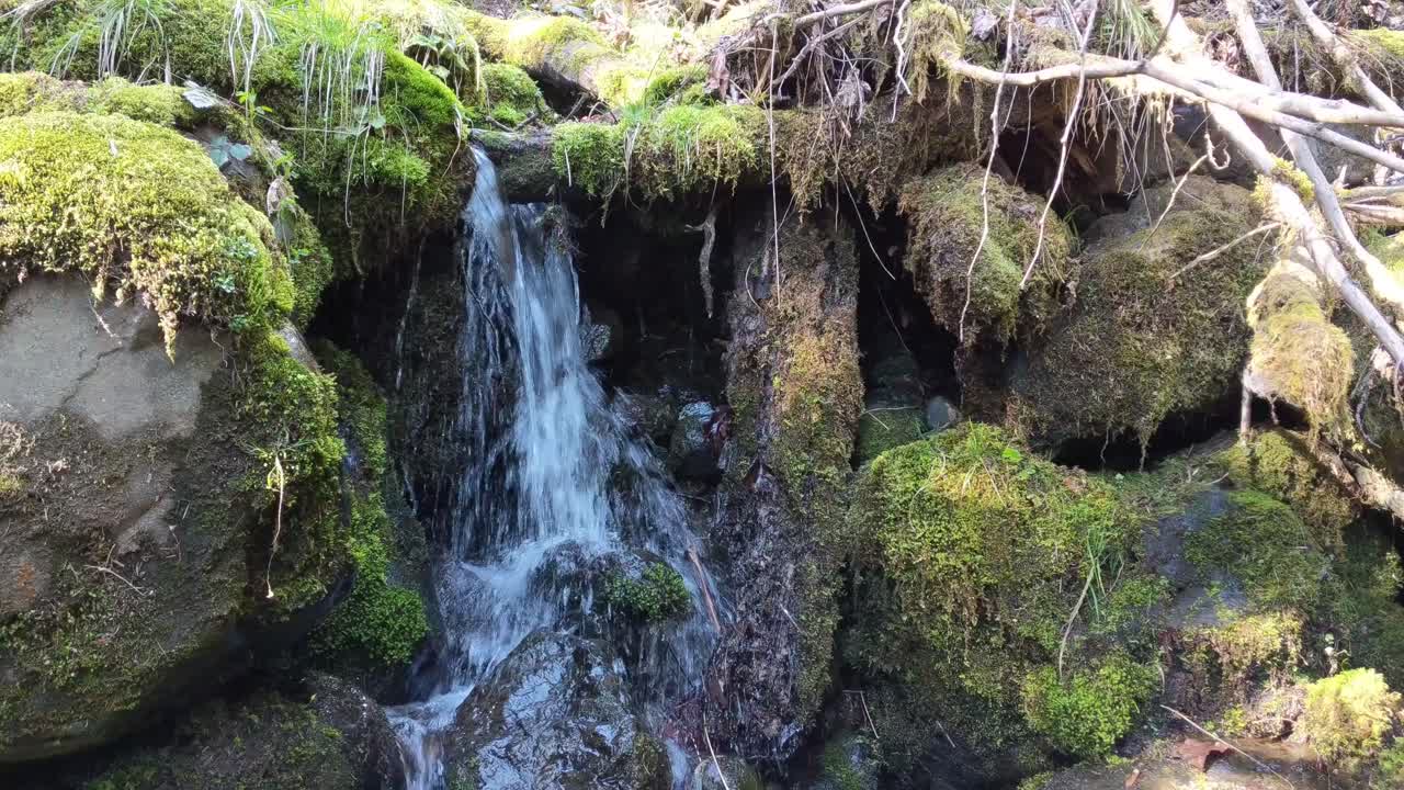 agua que fluye sobre rocas cubiertas de musgo en el bosque del bosque nacional olímpico