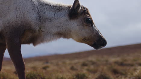 Reindeer-walking-past-with-a-cloudy-sky-backdrop,-close-up-profile