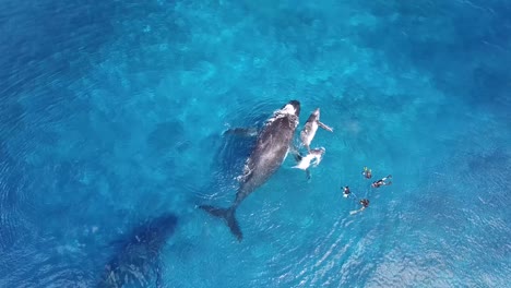 Drone-shot-of-Divers-watching-Baleen-Whales-during-their-migration,-mother-with-her-calf