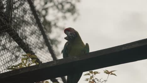 silhouette-of-a-green-macaw-perched-on-a-wood-plank