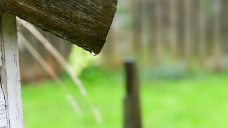 Dripping-rain-drops-from-a-shed-roof-in-a-garden-in-the-West-Yorkshire