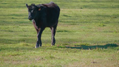 Cow-black-calf-eating-grass-in-a-garden-field