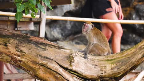 monkey sits on branch, people walk by