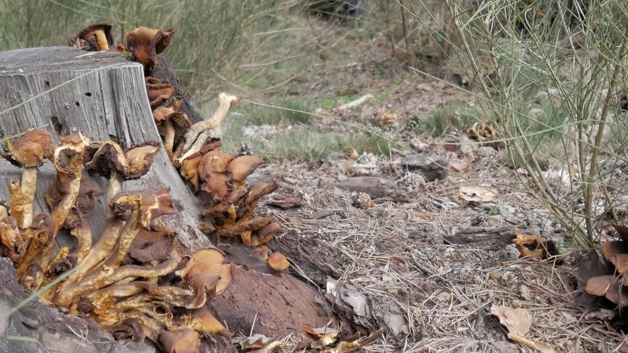Mushrooms growing on a tree stump in a forest, natural environment, earthy tones