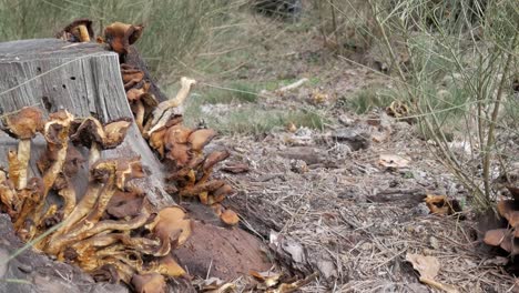 mushrooms growing on a tree stump in a forest, natural environment, earthy tones