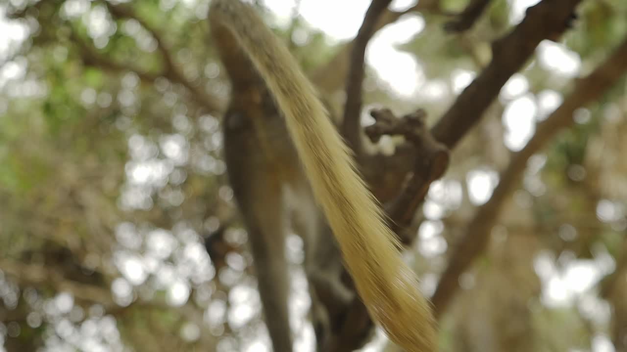 pequeño mono sabaeus cerca en un árbol con el enfoque en su cola