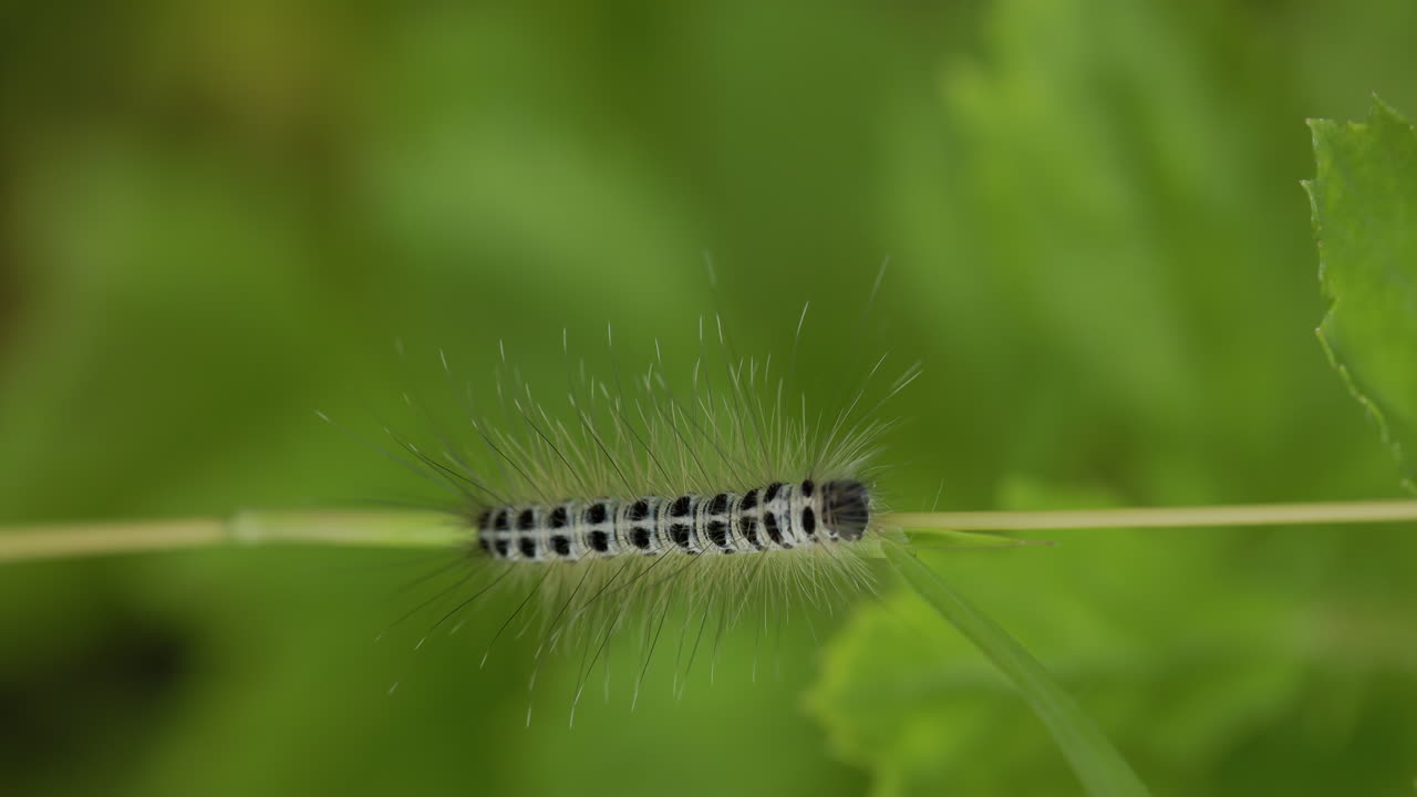 Un bruco spinoso bianco e nero si arrampica su un lussureggiante filo d'erba verde durante il monsone.