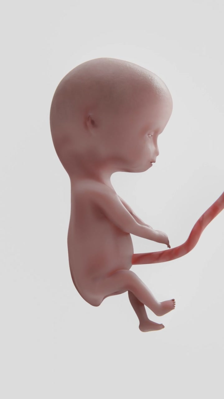 Vertical video of Human Fetus Development