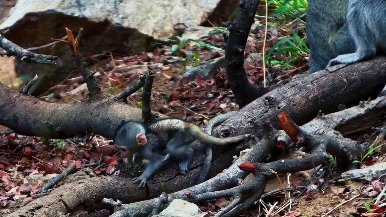 An imtimate closeup of a tiny baby Vervet monkey playing on a tree root