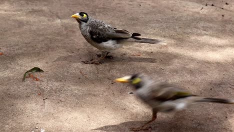 pájaros australianos nativos siendo alimentados
