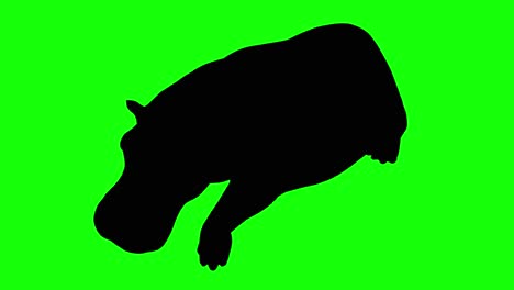 A-silhouette-of-a-hippo-running-on-green-screen,-perspective-view