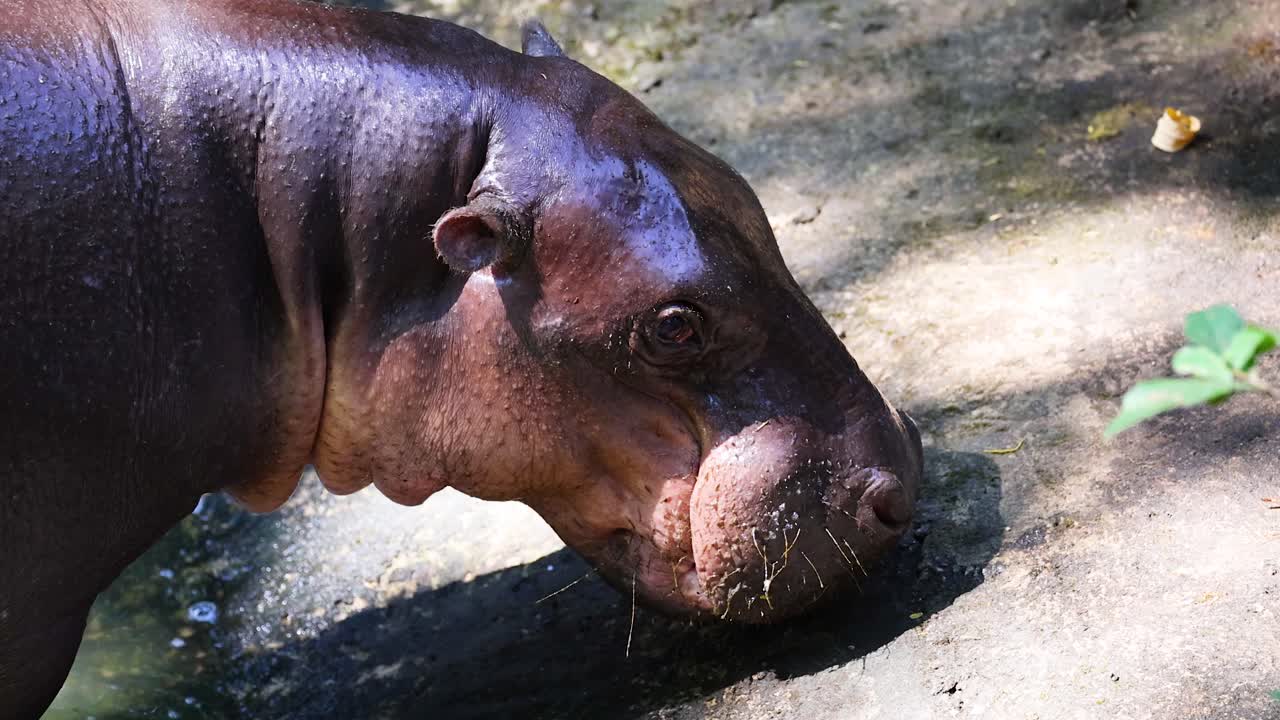 Primo piano di un giovane ippopotamo