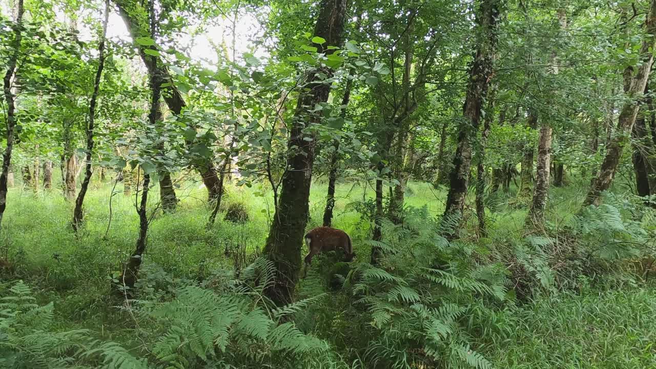 los ciervos sika manchados pastan en el denso bosque verde por el sendero del carruaje irlandés