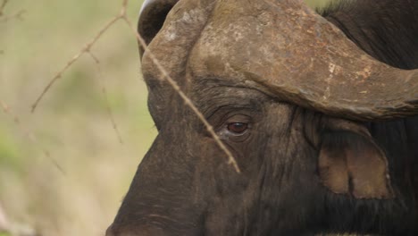 Dramático-Seguimiento-De-Primer-Plano-De-La-Cabeza-De-Un-Búfalo-Africano-Macho-Salvaje-Caminando