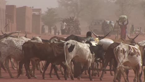 les bergers conduisent leurs animaux à travers la ville du désert du sahara au mali