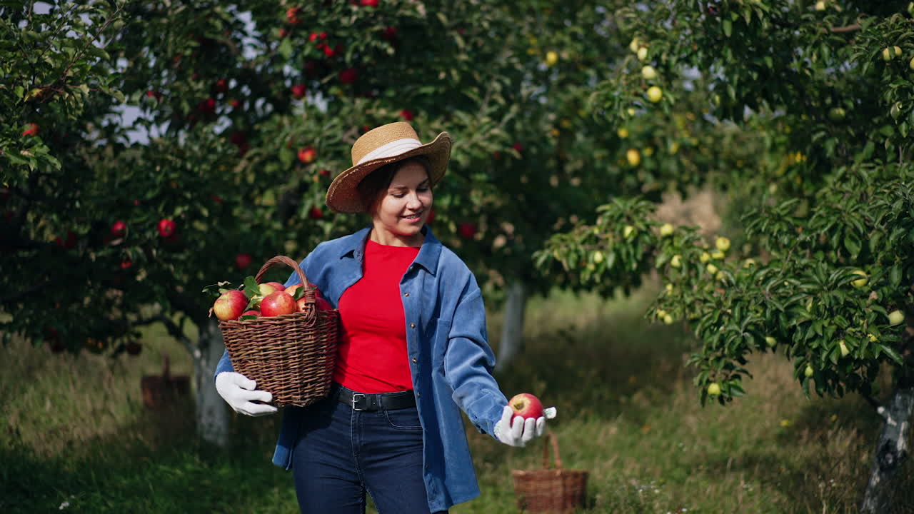 Woman picking apples in an orchard