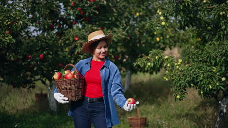 woman picking apples in an orchard