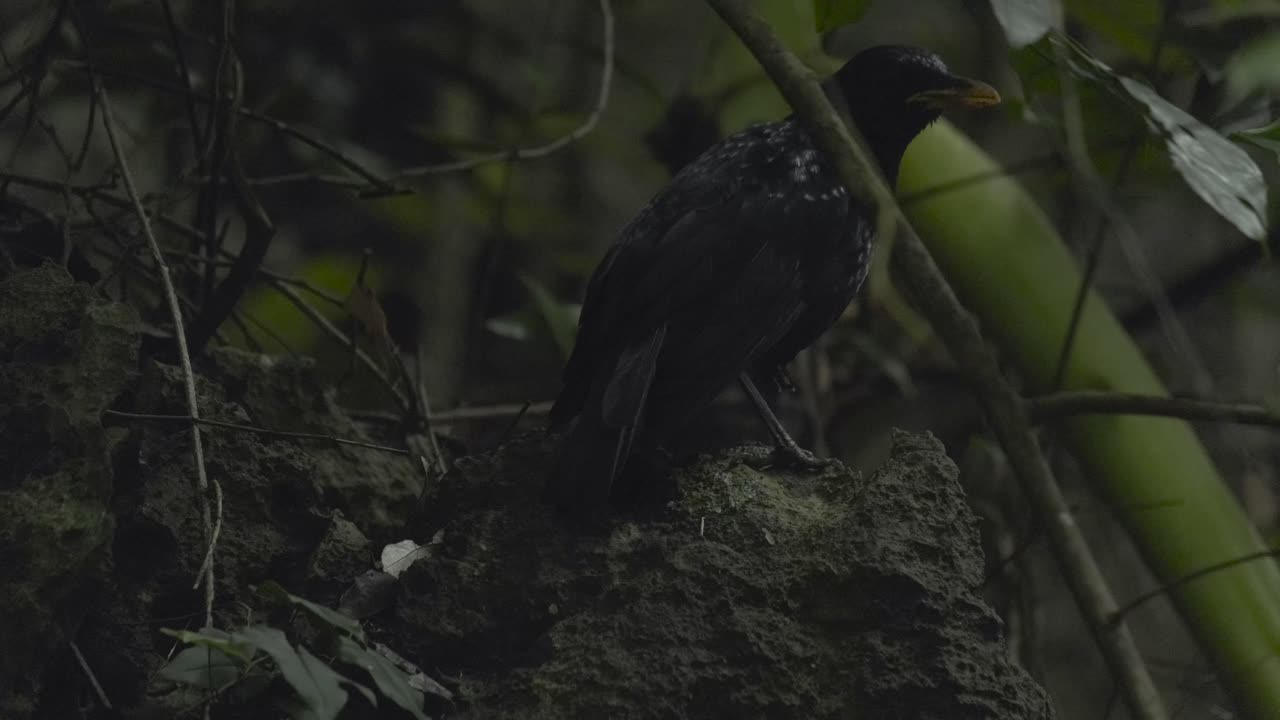 un pájaro negro en la selva respirando pesadamente