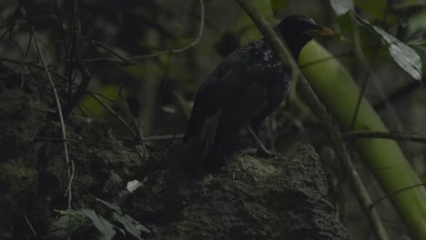 a black bird in the jungle breathing heavily