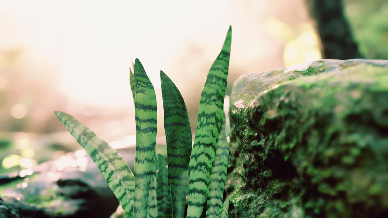 태양 광선에 의해 강조 된 잎 숲에서 안개 봄 아침