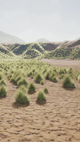 desert landscape with sparse vegetation