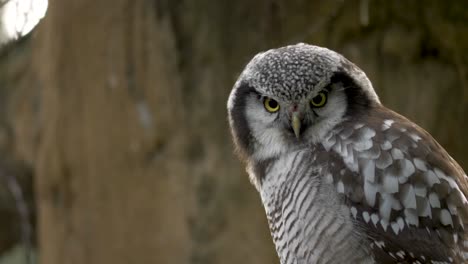 close-portrait of the stunning northern hawk-owl . canada