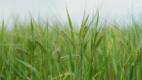 Campo-De-Cereales-Con-Tallos-De-Cereales-Verdes-Y-Medio-Rocío-De-La-Mañana