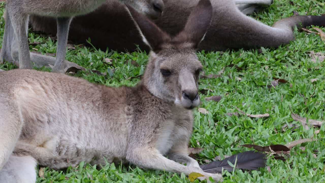 Kangaroo lying on grass, looking around alertly