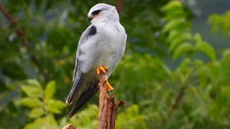 Black-winged-kite-in-tree-