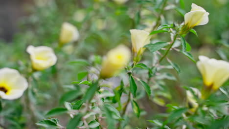 Weiße-Wilde-Blumenfeldwiese-In-Sonnenuntergangslichtern