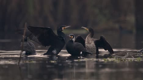 flock great cormorants resting in lake after fishing