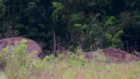 Die-Asiatischen-Elefanten-Sind-Vom-Aussterben-Bedroht-Und-Sie-Sind-Auch-In-Thailand-Beheimatet