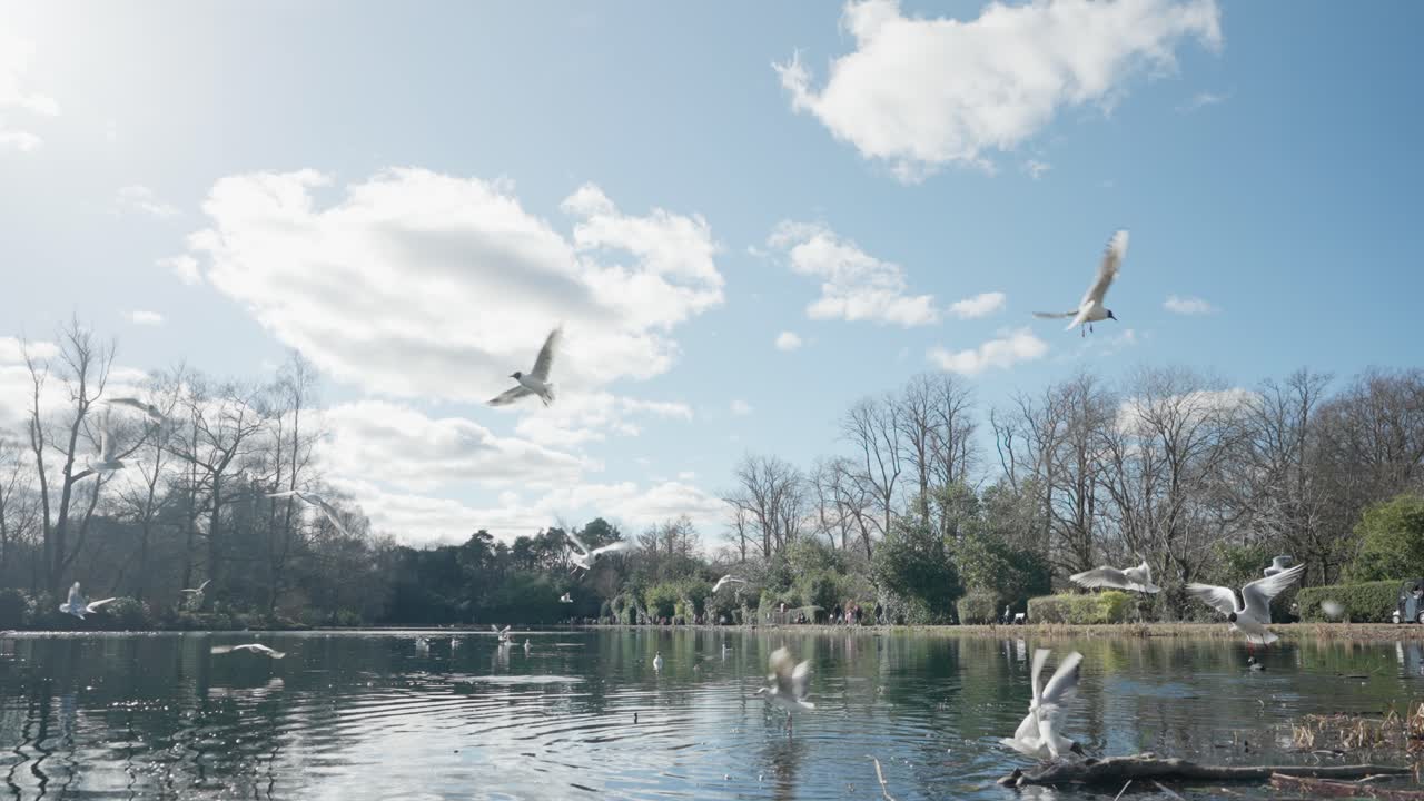 Slow motion gull flights, tranquil spring daylight, pond water scenery