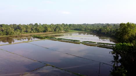 Birds-fly-over-the-farm,-The-field-has-been-plowed-and-watered-for-cultivation,-Rice-fields-in-Asia,-High-angle-shot-,-aerial-shoot