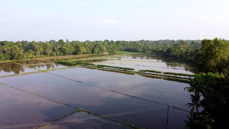 birds fly over the farm, the field has been plowed and watered for cultivation, rice fields in asia, high angle shot , aerial shoot