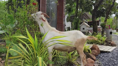 white goat eating plants in a garden