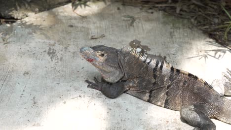 Leguan-Mit-Verletztem-Mund,-Der-Auf-Die-Kamera-Blickt