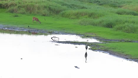 deer,-alligators-and-a-blue-heron-in-Myakka-State-Park-in-Sarasota,-Florida,-nature