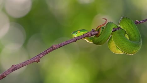 la víbora de labios blancos es una víbora venenosa endémica del sudeste asiático y a menudo se encuentra durante la noche esperando en una rama o rama de un árbol cerca de un cuerpo de agua con muchos alimentos
