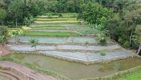 terraced fields and rice paddies