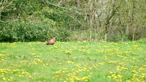 A-ring-necked-pheasant-stands-watch-in-a-bright-green-field-full-of-dandelions