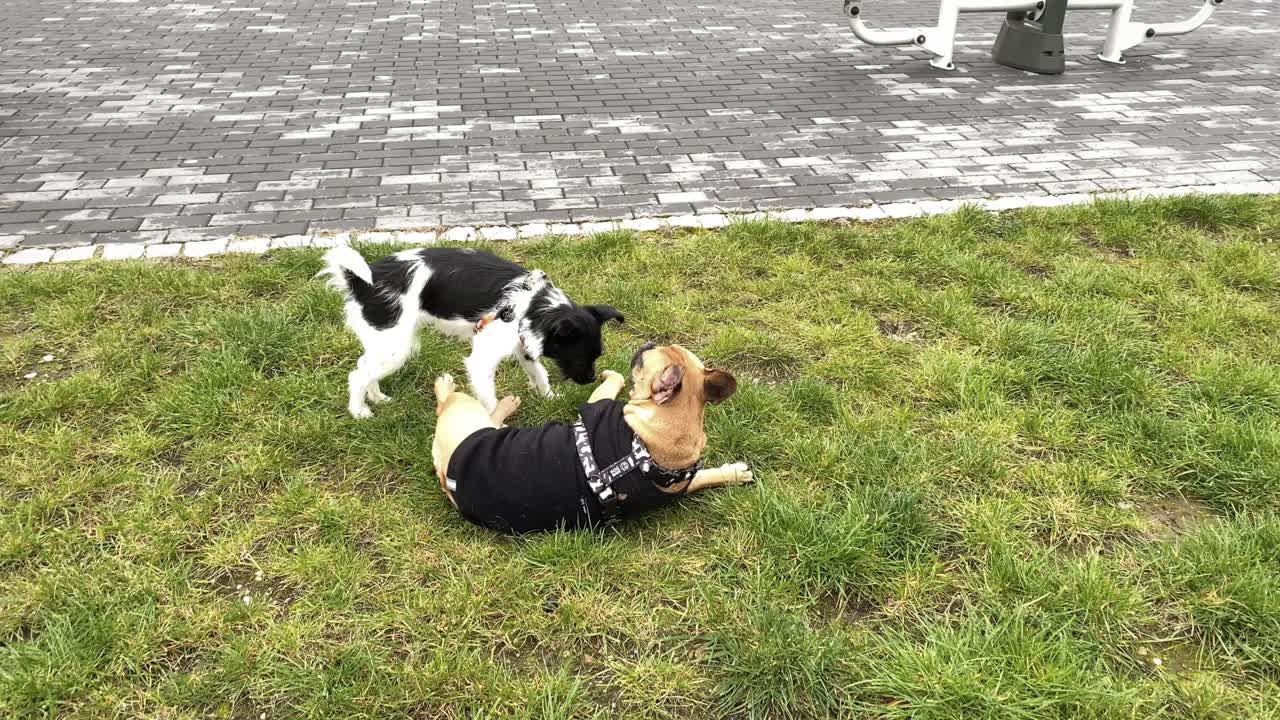 프렌치 불독과 똥개는 풀밭에서 놀고, 불독은 뒤에 놓여 있다