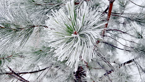 Acercándonos-A-Las-Agujas-De-Pino-Ponderosa-Cubiertas-De-Nieve