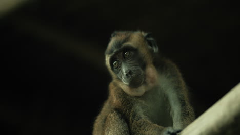 surprised monkey