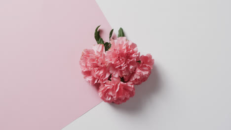 video of pink flowers with copy space on white and pink background