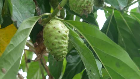 Fruits-of-Noni-with-green-leafs,-Morinda-citrifolia