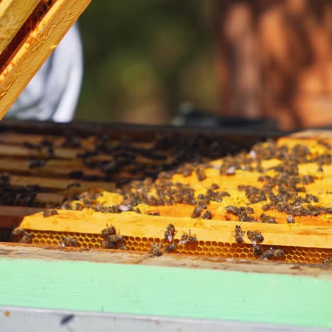 yellow frames with honey of a bee hive. beekeeper harvesting honey. bee master inspecting beehive. man holds a honey cell in his hands. close-up