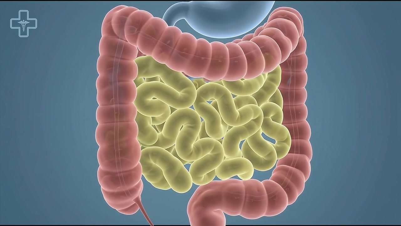 Animazione medica 3D dell'anatomia del sistema digestivo umano