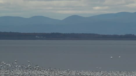 Ein-Großer-Schwarm-Wandernder-Schneegänse-Startet-Statisch-Vom-Flussufer-In-Quebec