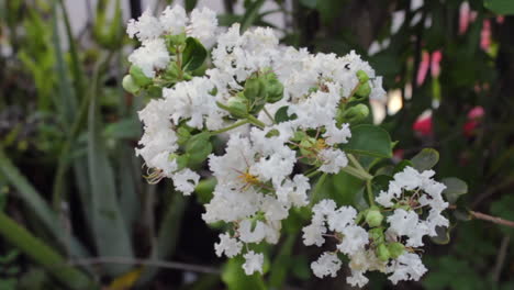 white flowers in bloom gently blowing in wind